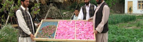 noble rose of afghanistan 7 virtues