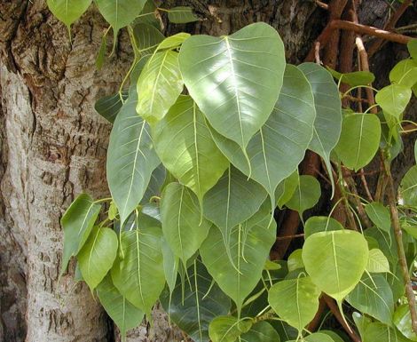 Leaves of the Bodhi / Banyan Tree, a type of fig. Ficus religiosa.
